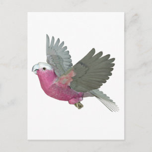 Galah Postcard