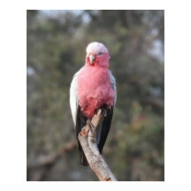 Galah 