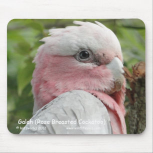 Galah (Rose Breasted Cockatoo) Mouse Pad