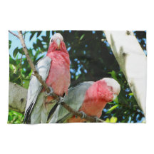Galah (Rose Breasted Cockatoo)