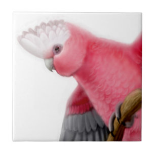 Galah Rose Breasted Cockatoo Tile