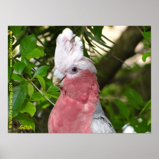 Galah (Rose Breasted/Roseate Cockatoo) Poster (Front)