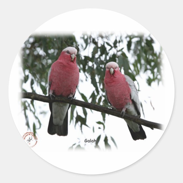 Galahs 9Y517D-004 Classic Round Sticker (Front)