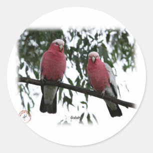 Galahs 9Y517D-004 Classic Round Sticker