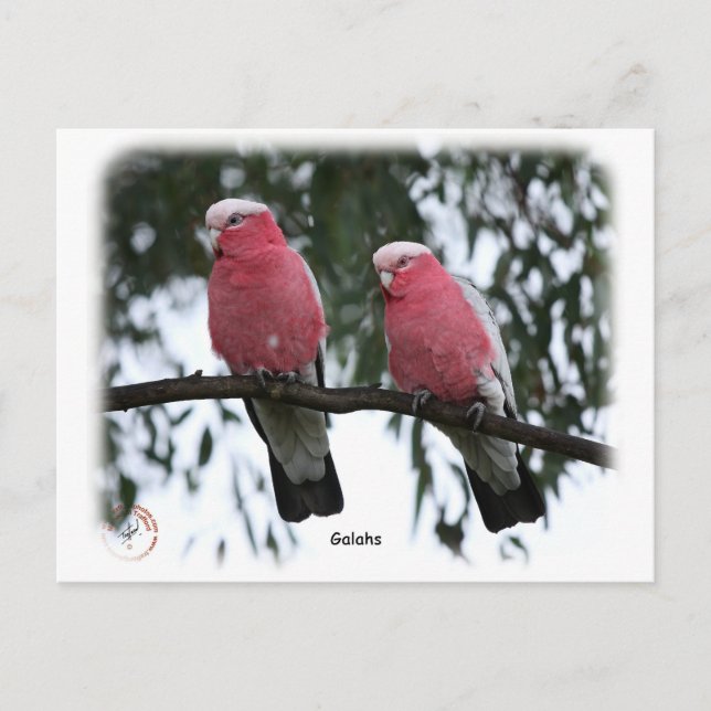 Galahs 9Y517D-018 Postcard (Front)
