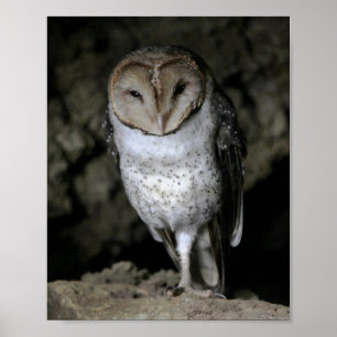 Galapagos Barn Owl Poster