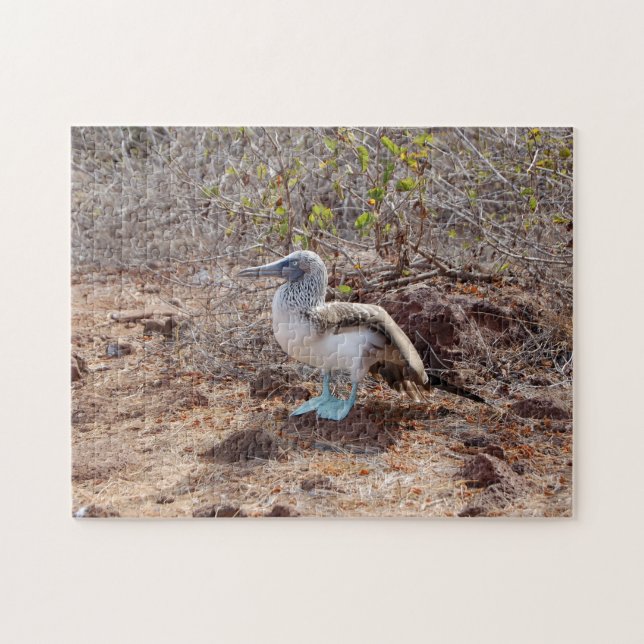 Galapagos blue-footed booby jigsaw puzzle (Horizontal)