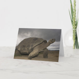 Galapagos Giant Tortoise Geochelone Card