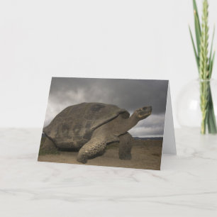 Galapagos Giant Tortoise Geochelone Card