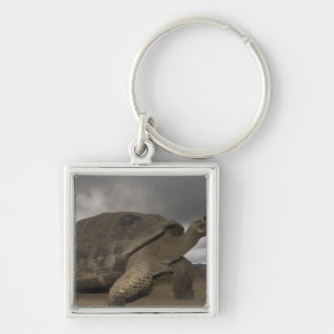 Galapagos Giant Tortoise Geochelone Key Ring