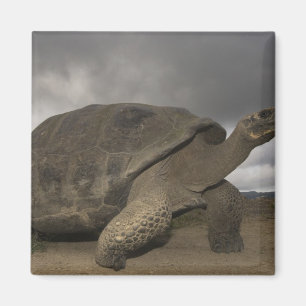 Galapagos Giant Tortoise Geochelone Magnet