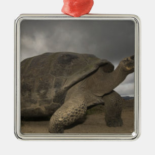 Galapagos Giant Tortoise Geochelone Metal Tree Decoration