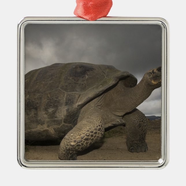 Galapagos Giant Tortoise Geochelone Metal Tree Decoration (Front)