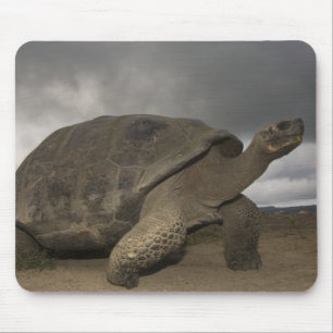 Galapagos Giant Tortoise Geochelone Mouse Pad