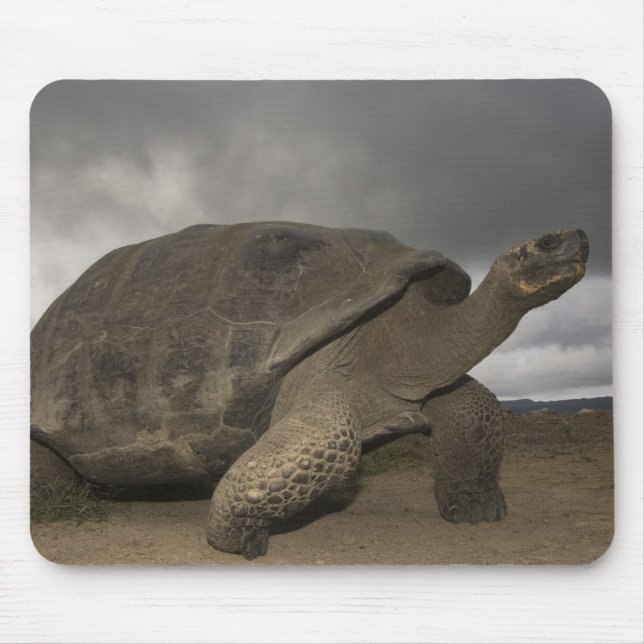 Galapagos Giant Tortoise Geochelone Mouse Pad (Front)