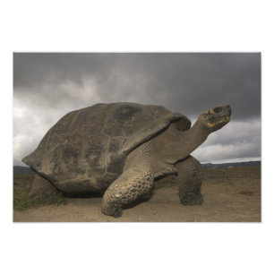 Galapagos Giant Tortoise Geochelone Photo Print