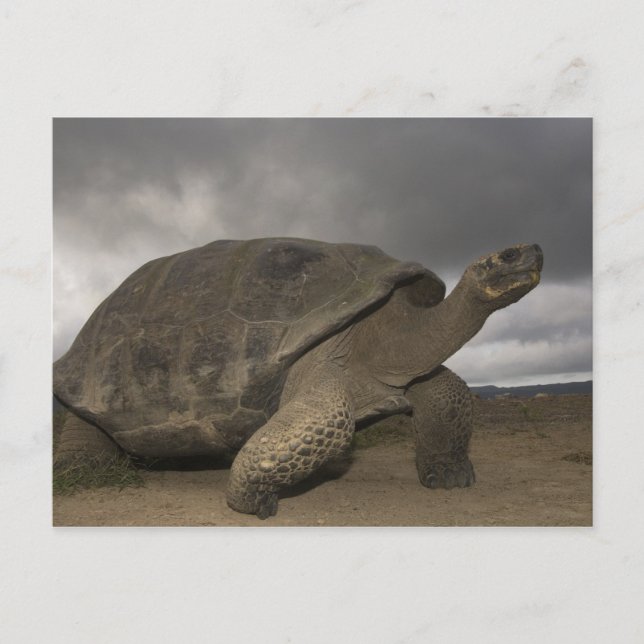 Galapagos Giant Tortoise Geochelone Postcard (Front)
