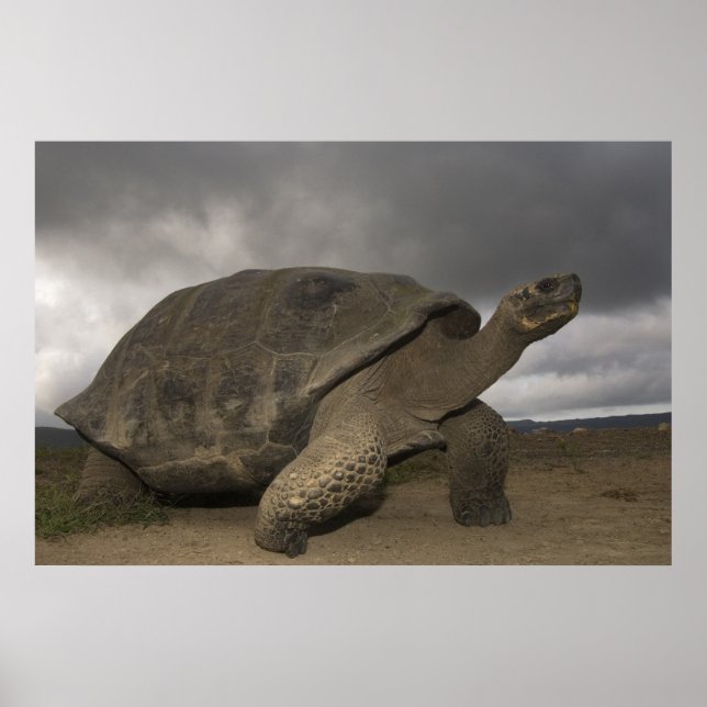 Galapagos Giant Tortoise Geochelone Poster (Front)