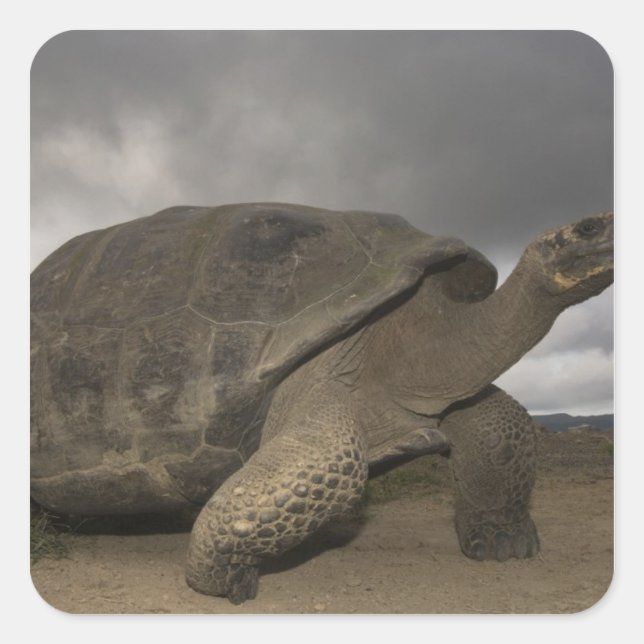 Galapagos Giant Tortoise Geochelone Square Sticker (Front)