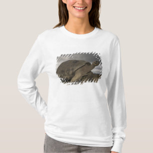 Galapagos Giant Tortoise Geochelone T-Shirt