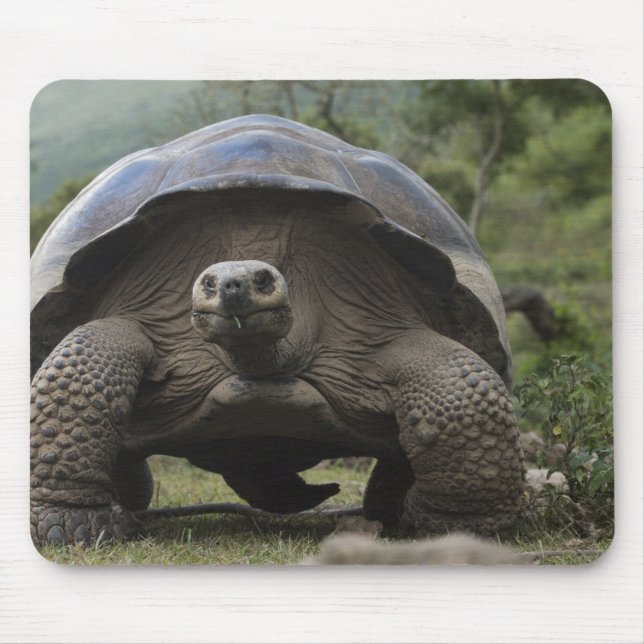 Galapagos Giant Tortoises Geochelone Mouse Pad (Front)