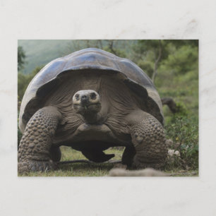 Galapagos Giant Tortoises Geochelone Postcard