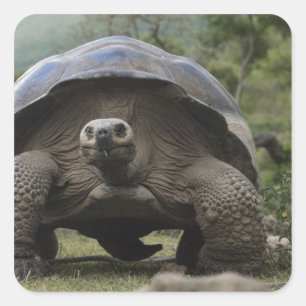 Galapagos Giant Tortoises Geochelone Square Sticker