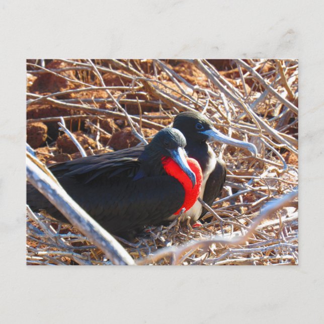galapagos great frigate birds postcard (Front)