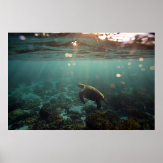 Galapagos Green Sea Turtle: Underwater Serenity Poster
