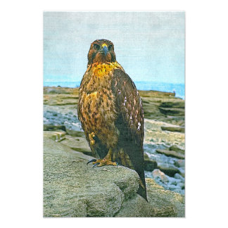 Galapagos hawk photo print