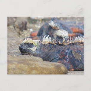 galapagos iguana sleep postcard