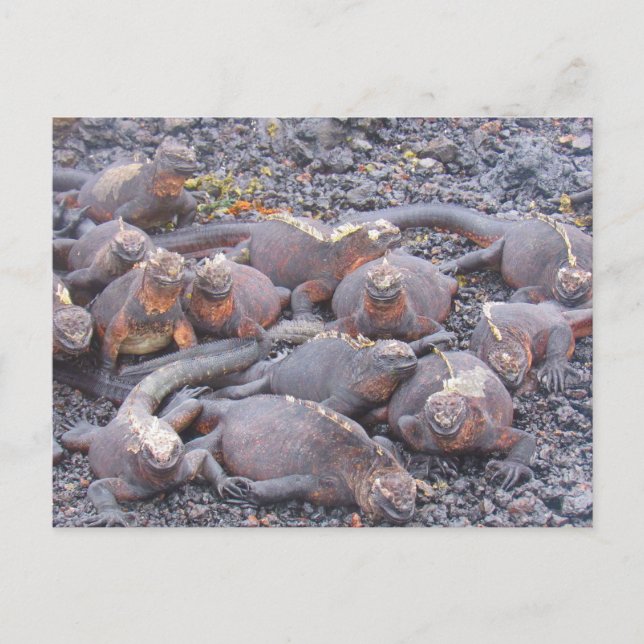 galapagos iguanas postcard (Front)