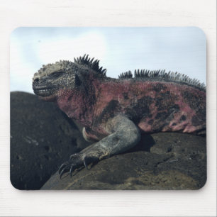 Galápagos Islands Black Iguana Mouse Pad