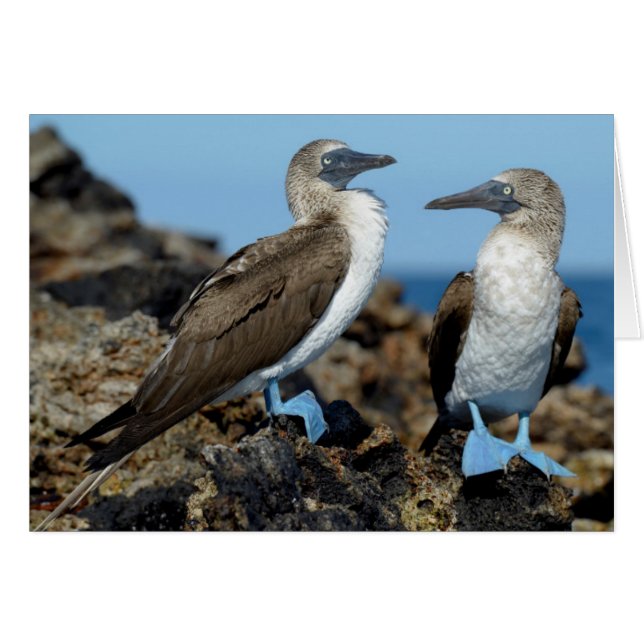 Galapagos Islands, Isabela Island (Front Horizontal)