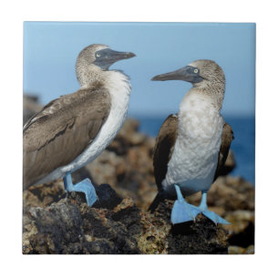 Galapagos Islands, Isabela Island Ceramic Tile