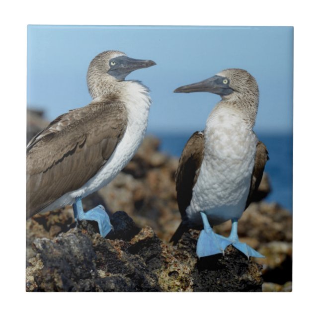 Galapagos Islands, Isabela Island Ceramic Tile (Front)