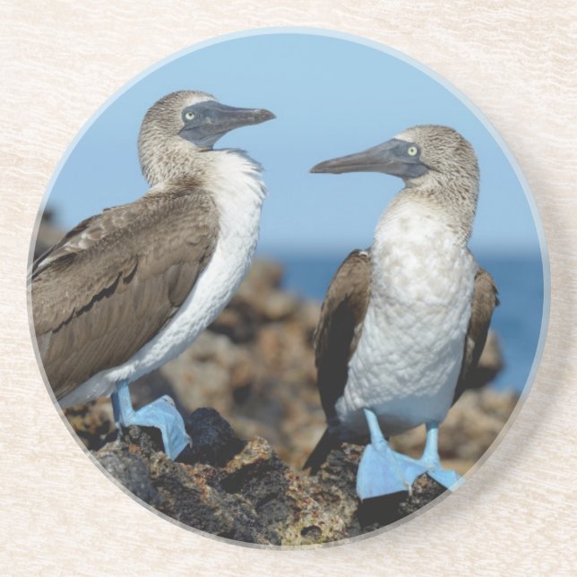 Galapagos Islands, Isabela Island Coaster (Front)