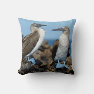 Galapagos Islands, Isabela Island Cushion