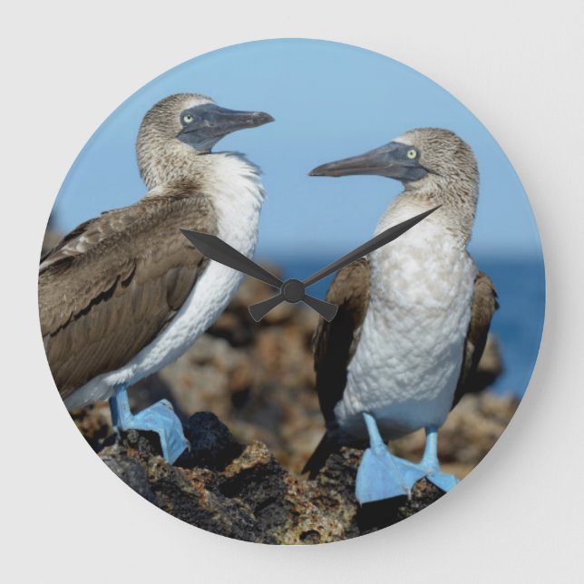 Galapagos Islands, Isabela Island Large Clock (Front)