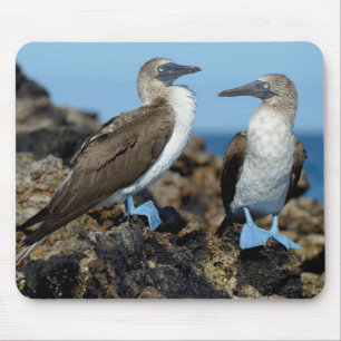 Galapagos Islands, Isabela Island Mouse Pad