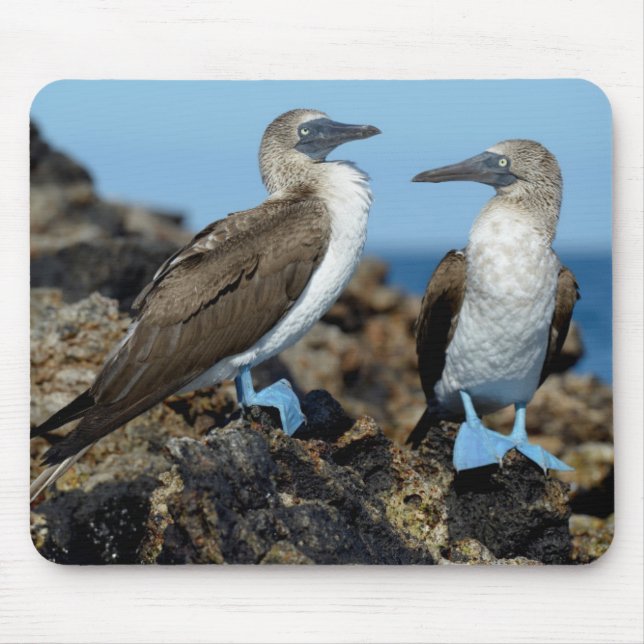 Galapagos Islands, Isabela Island Mouse Pad (Front)