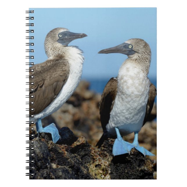 Galapagos Islands, Isabela Island Notebook (Front)