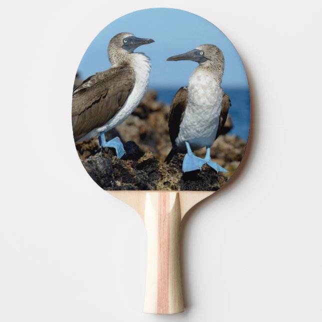 Galapagos Islands, Isabela Island Ping Pong Paddle (Front)