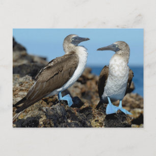 Galapagos Islands, Isabela Island Postcard