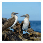 Galapagos Islands, Isabela Island