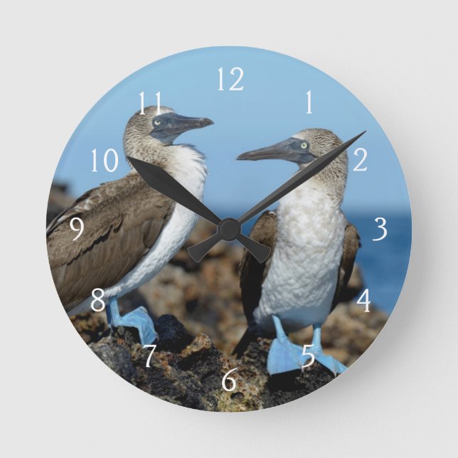 Galapagos Islands, Isabela Island Round Clock (Front)