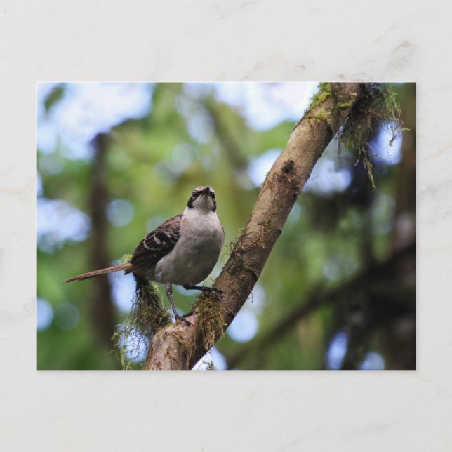 Galapagos Islands Mockingbird, Ecuador Postcard (Front)