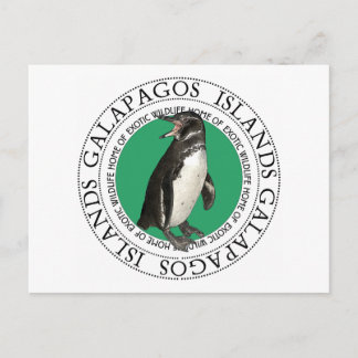 Galapagos Islands Penguin Postcard