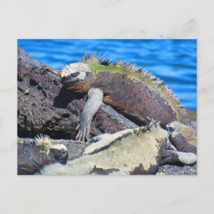 galapagos marine iguana  postcard