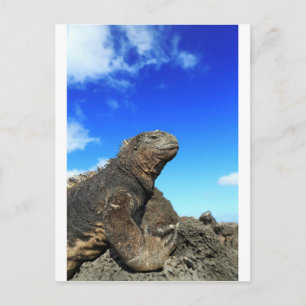 Galapagos marine iguana sunbathing postcard